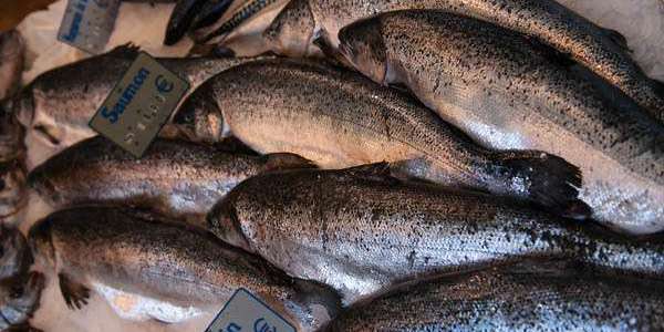 fish.jpg